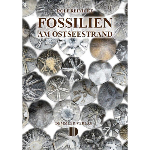 Fossilien am Ostseestrand