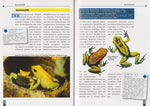 Der schreckliche Pfeilgiftfrosch (Innenansicht)