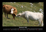 Kuhkalender 2026 Fotokalender DIN A3