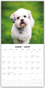 Lhasa Apsos - Lhasa Apso 2027 - 16-Monatskalender