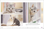 Whiskas Katzenkalender 2027