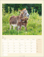 Esel Kalender 2027