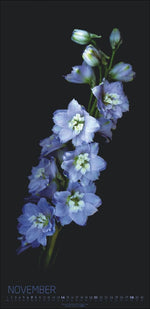 Die Magie der Blumen Kalender 2027