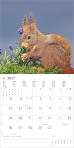 Eichhörnchen 2027
