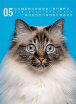 Catography Katzen-Kalender 2027