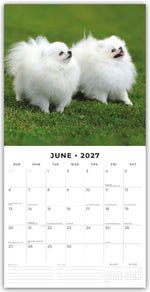 Pomeranians - Zwergspitz - Pomeranian Zwergspitz 2027 - 16-Monatskalender