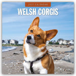 Welsh Corgis - Welsh Corgi 2027 - 16-Monatskalender