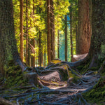 Deep Forest 2027