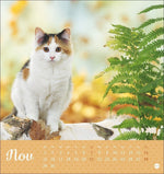 Katzen Postkartenkalender Kleine Tiger 2027