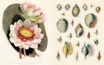 John Derian Sticker Book II (Innenansicht)