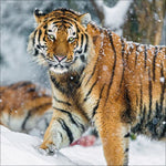 Big Cats 2027
