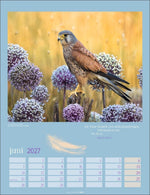 Heimische Vögel Kalender 2027