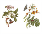 Das Insektenbuch (Innenansicht)