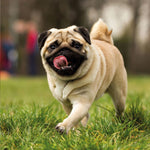 Möpse / Puglets 2027