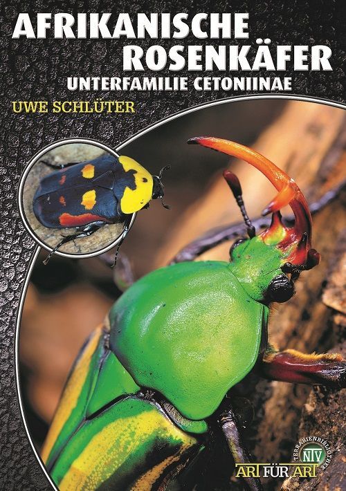 Afrikanische Rosenkäfer