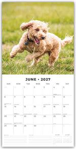 Cockapoos - Cockapoo 2027 - 16-Monatskalender