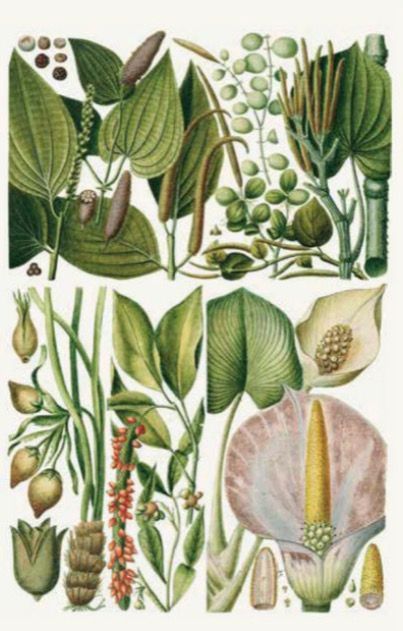100 Blumen