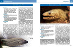 Muränen im Aquarium (Innenansicht)