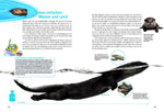 Entdecke die Otter