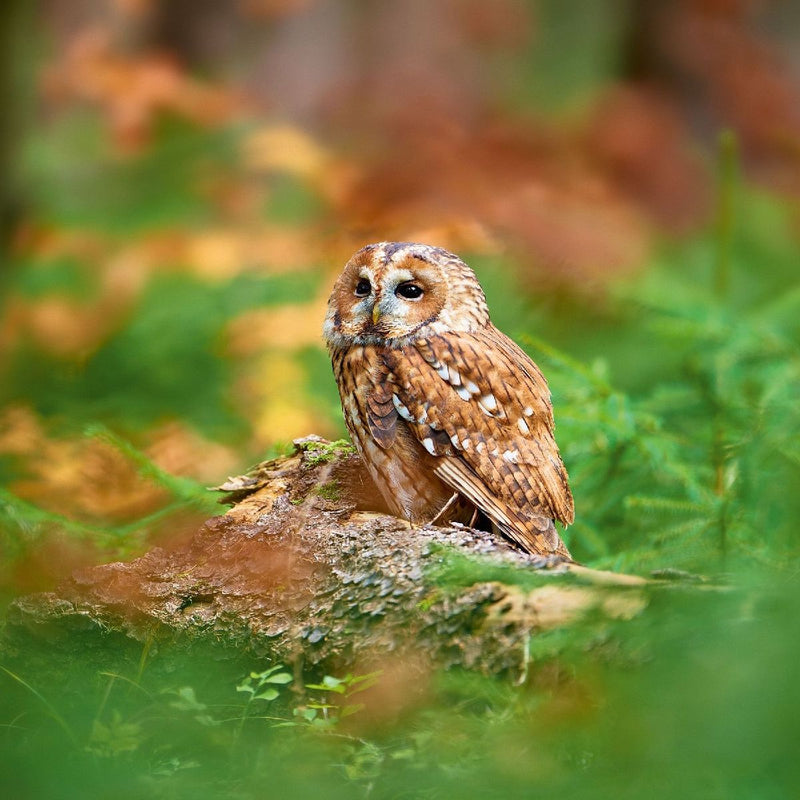 Magic Owls 2027 (Innenansicht)