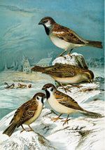 Die Vögel Mitteleuropas (Luxusausgabe im Großformat)