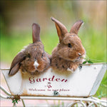 Kaninchen 2027