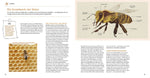 Bienen Basics