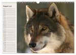 Wölfe. Verwegene Anmut (Wandkalender 2026 DIN A3 quer), CALVENDO Monatskalender