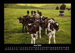 Kuhkalender 2026 Fotokalender DIN A3