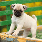 Möpse / Puglets 2027