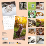 Katzen / Cats 2027