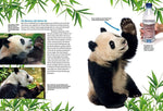 Entdecke die Pandas (Innenansicht)
