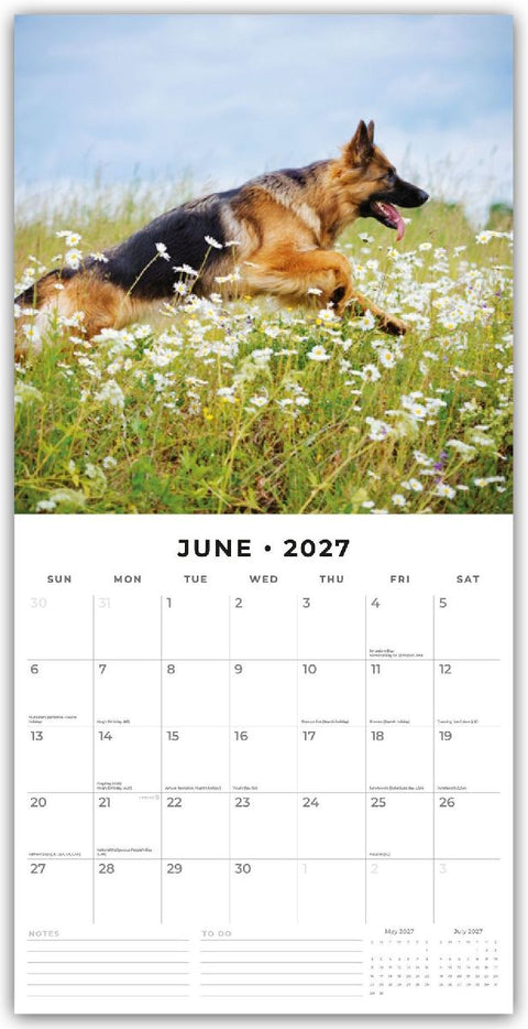 German Shepherds - Deutscher Schäferhund 2027 - 16-Monatskalender