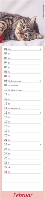 times&more Katzen Langplaner 2027