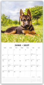 German Shepherd Puppies - Deutsche Schäferhunde Welpen 2027 - 16-Monatskalender