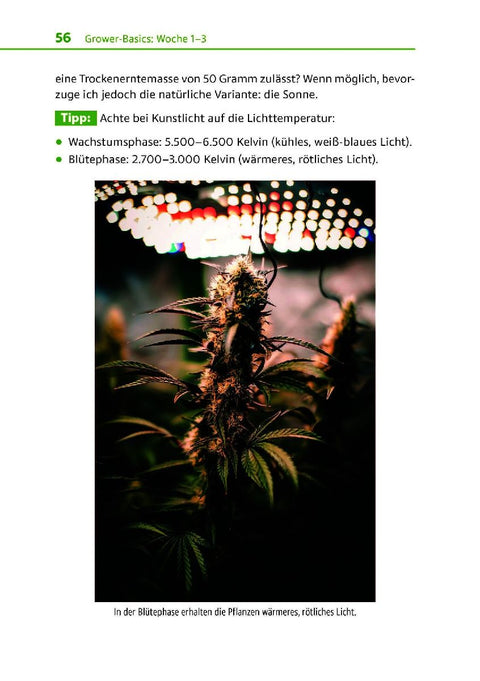 Cannabis zu Hause anbauen für Anfänger