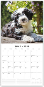 Tibetan Terriers - Tibet Terrier 2027 - 16-Monatskalender