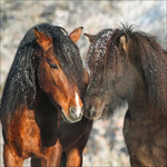Horses 2027