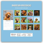 Rhodesian Ridgebacks - Rhodesian Ridgeback 2027 - 16-Monatskalender