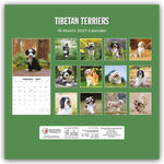 Tibetan Terriers - Tibet Terrier 2027 - 16-Monatskalender