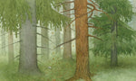 Die tanzende Waldmaus (Innenansicht)