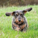Dackel / Dachshund 2027