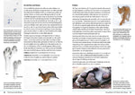 Fährten lesen und Spuren suchen