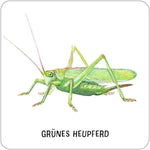 Das große Insekten Memo
