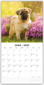 Pugs - Mops 2027 - 16-Monatskalender