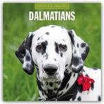 Dalmatians - Dalmatiner 2027 - 16-Monatskalender