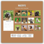 Mastiffs - Mastiff 2027 - 16-Monatskalender
