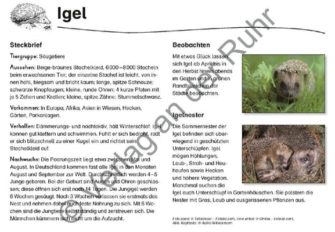 Feld- und Wiesentiere - Fotokarten mit Sachinfos