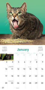 Cats on Catnip Wall Calendar 2027