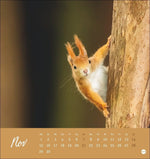 Eichhörnchen Postkartenkalender 2027